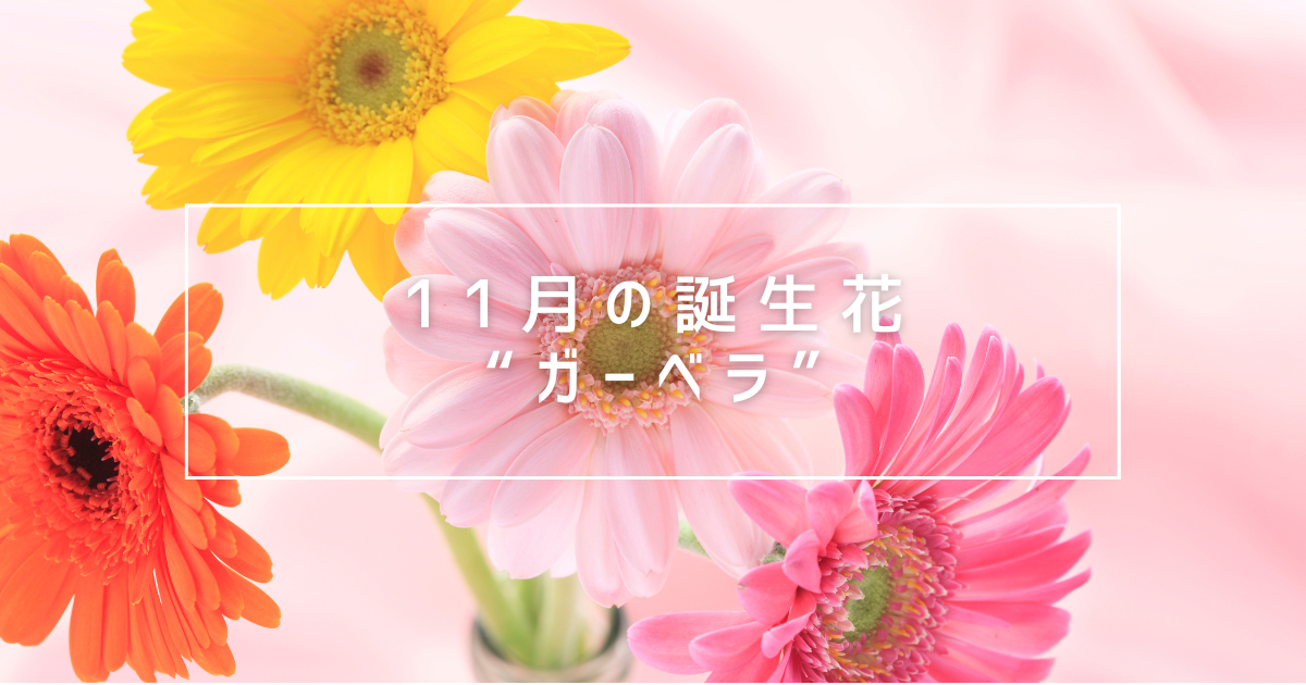 11月の誕生花ガーベラ